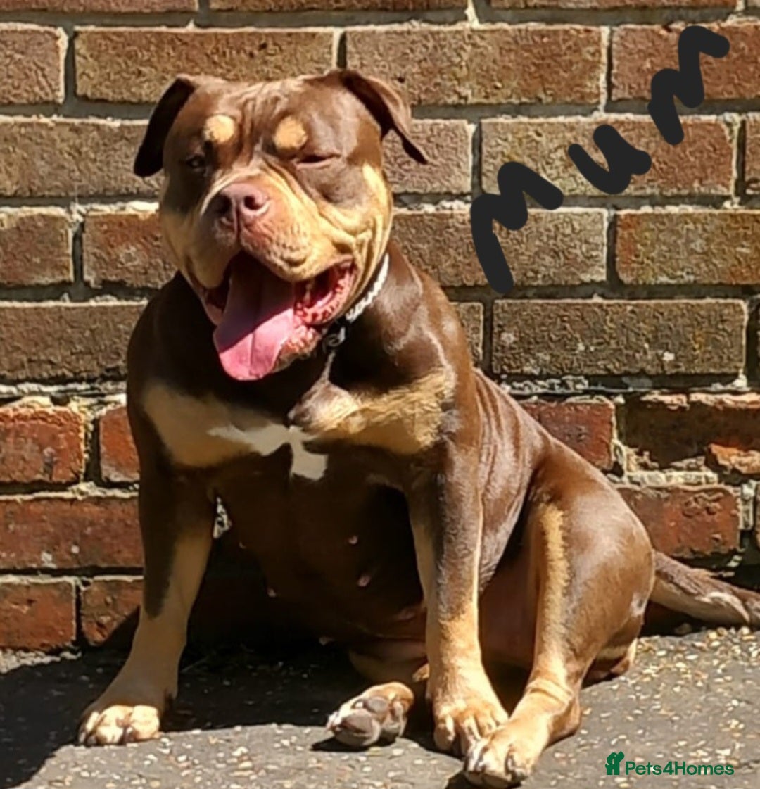 American Bully dogs for sale: Chocolate tri american bully  - Advert 5