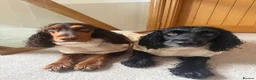 Cocker Spaniel dogs for sale: Gorgeous Show Cocker Spaniels  - Advert 7