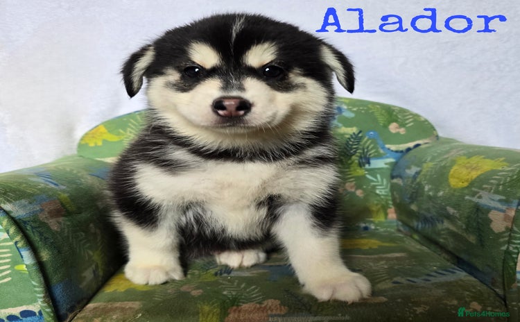 Pomsky dogs - Advert 2
