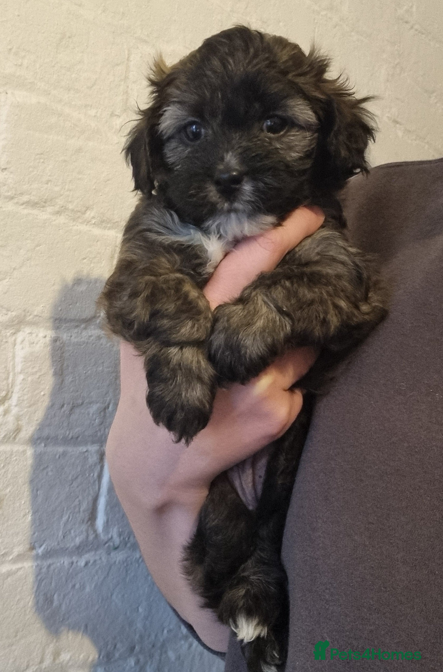 Mixed Breed dogs Shihpoo pups  - Advert 18