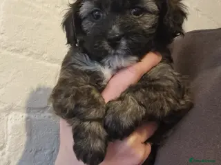 Mixed Breed dogs Shihpoo pups - Advert 18