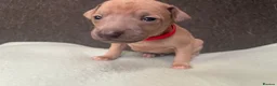 Italian Greyhound dogs for sale: Italian greyhound puppies  in Oswestry - Advert 23