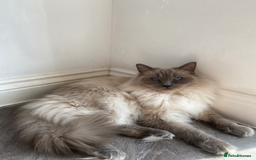 Ragdoll cats for sale: Loving 3-Year-Old Ragdoll Cat Looking for New Home - Image 1