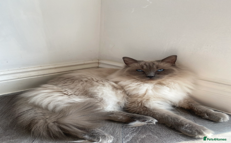 Ragdoll cats - Advert 4