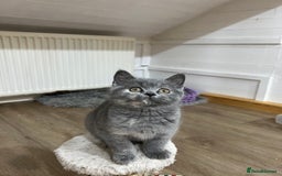 British Shorthair cats for sale: Adorable GCCF registered BSH kittens - Image 8