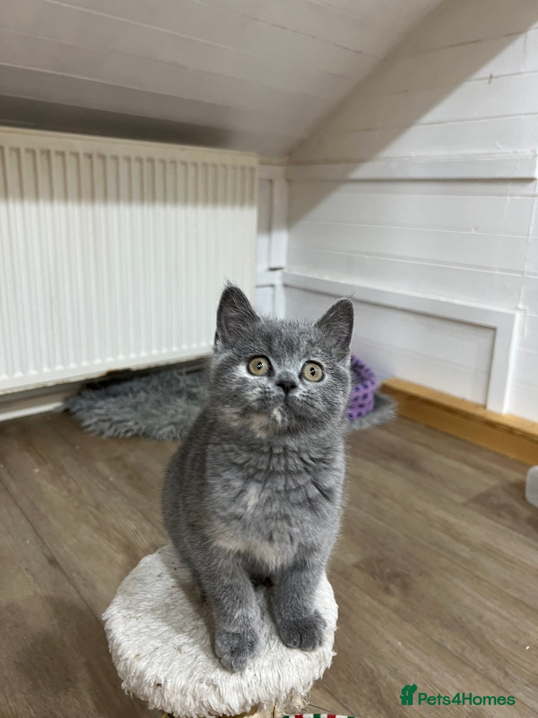 British Shorthair cats for sale: Adorable GCCF registered BSH kittens - Image 8