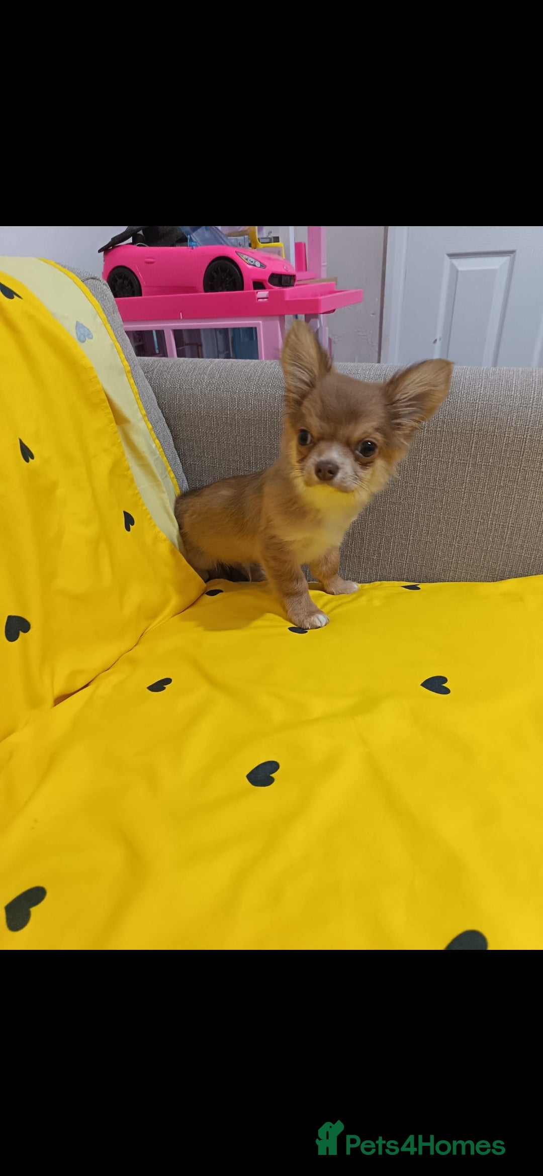 Chihuahua dogs Chihuahua puppy - Advert 7