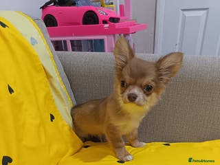 Chihuahua dogs Chihuahua puppy - Advert 2