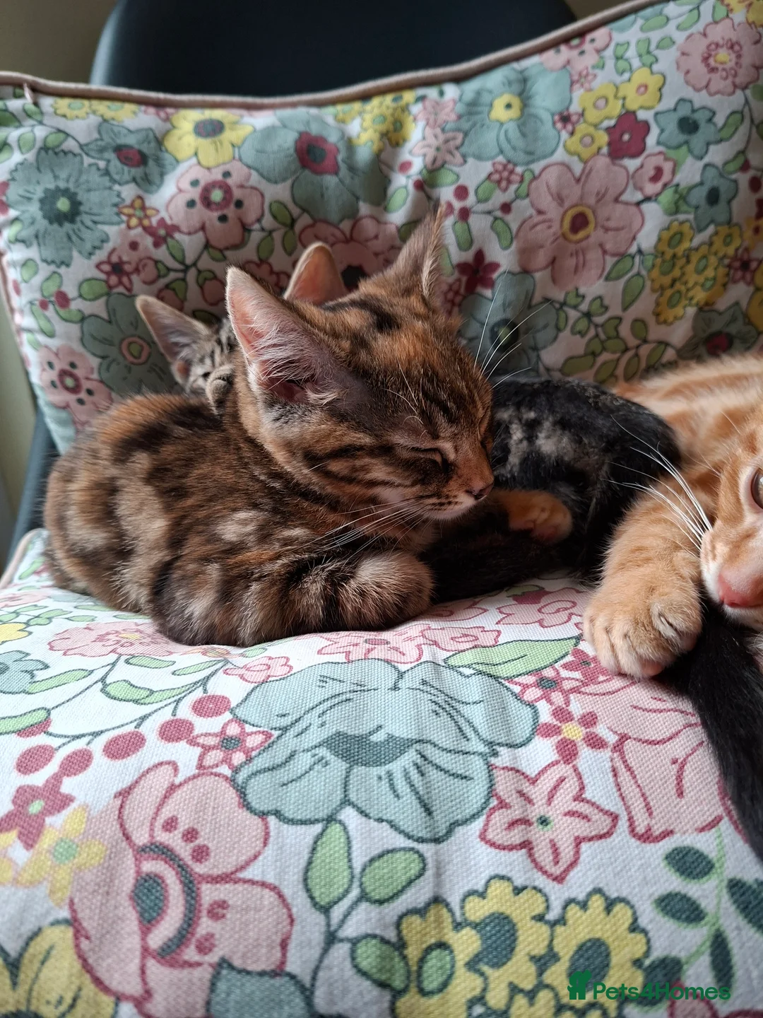 British Shorthair cats for sale: Kittens looking for a forever home - Advert 4