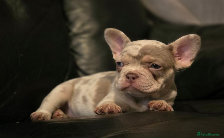 French Bulldog dogs - Advert 11