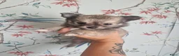 Chihuahua dogs for sale: First jab and health checked Luxury Chihuahua pups - Advert 20