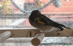 Finches birds for sale: Goldfinches  - Image 1