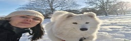 Samoyed dogs for sale: 7 month old Samoyed - Advert 7