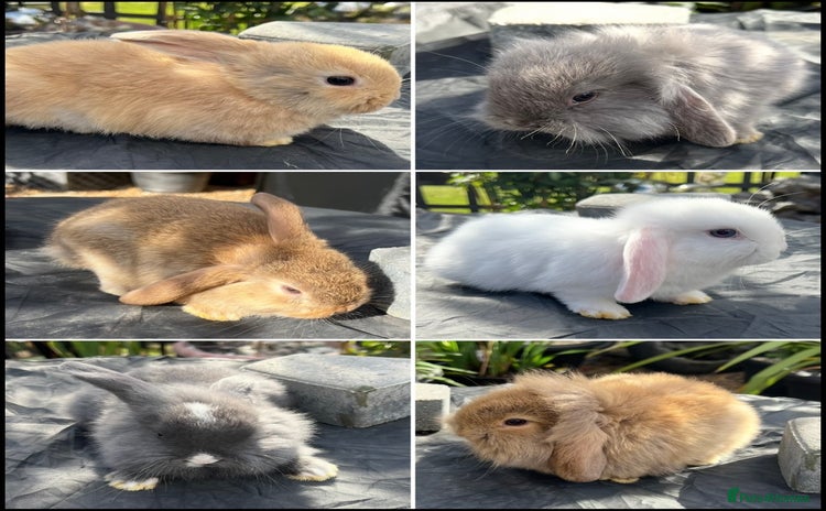 Mini Lop rabbits in Coalville - Advert 12