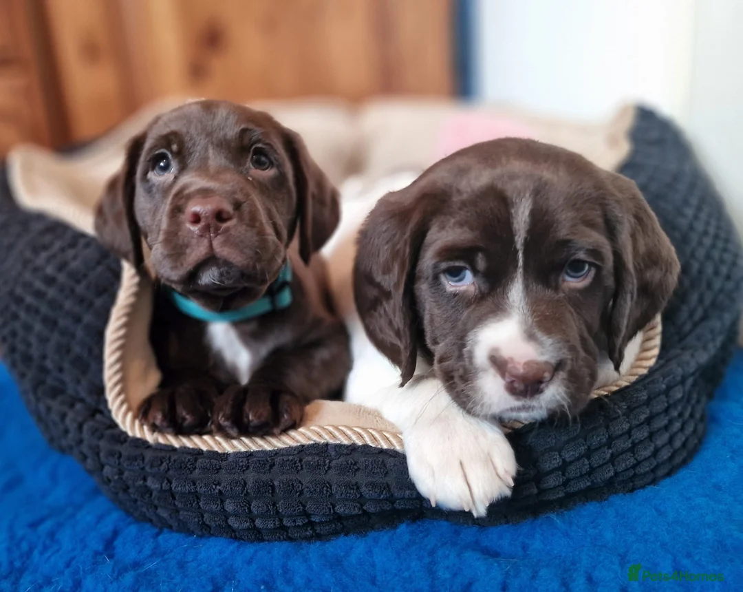 Springador dogs for sale: STUNNING SPRINGADOR PUPPIES in Rhayader - Advert 1