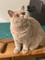 British Shorthair cats Exc champion line - Advert 14