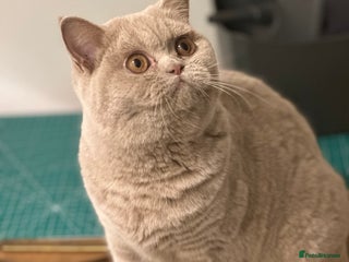 British Shorthair cats Exc champion line - Advert 4