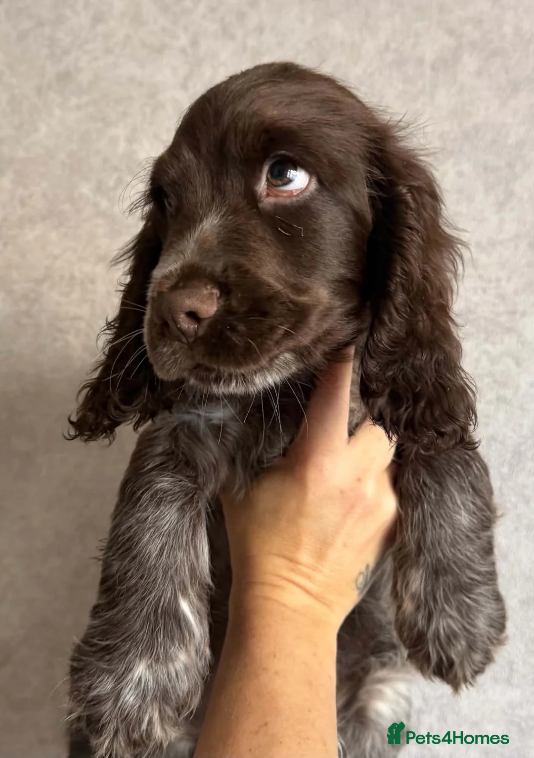 Sprocker dogs for sale: Male sprocker spaniel  - Advert 2