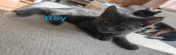 Mixed Breed cats for sale: 4 kittens for sale, ready to go - Advert 2