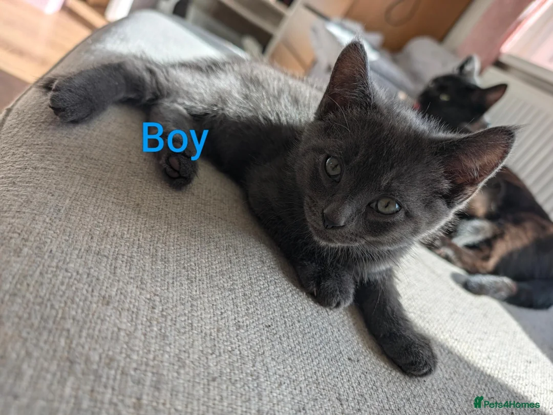 Mixed Breed cats for sale: 4 kittens for sale, ready to go - Advert 2