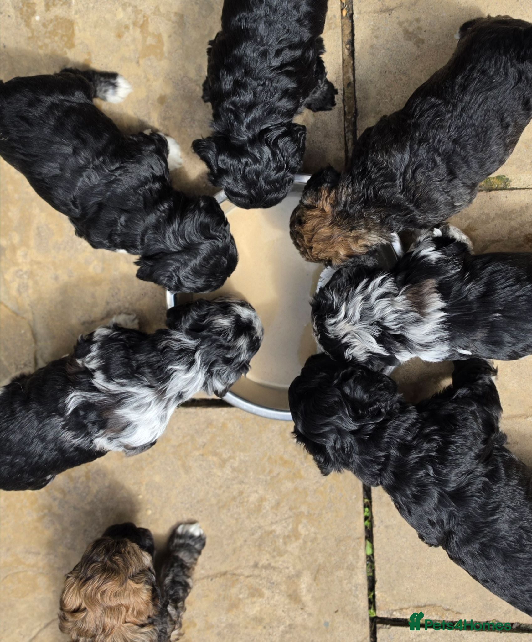 Mixed Breed dogs for sale: Lacasapoo Puppies – 3 Girls & 1 Boy Available - Advert 1