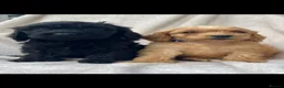 Cockapoo dogs for sale: Beautiful Cockapoo puppies  - Advert 9