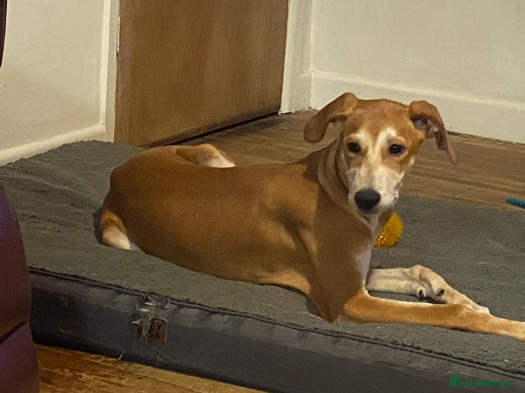 Mixed Breed dogs for sale: Beautiful pup  - Advert 6