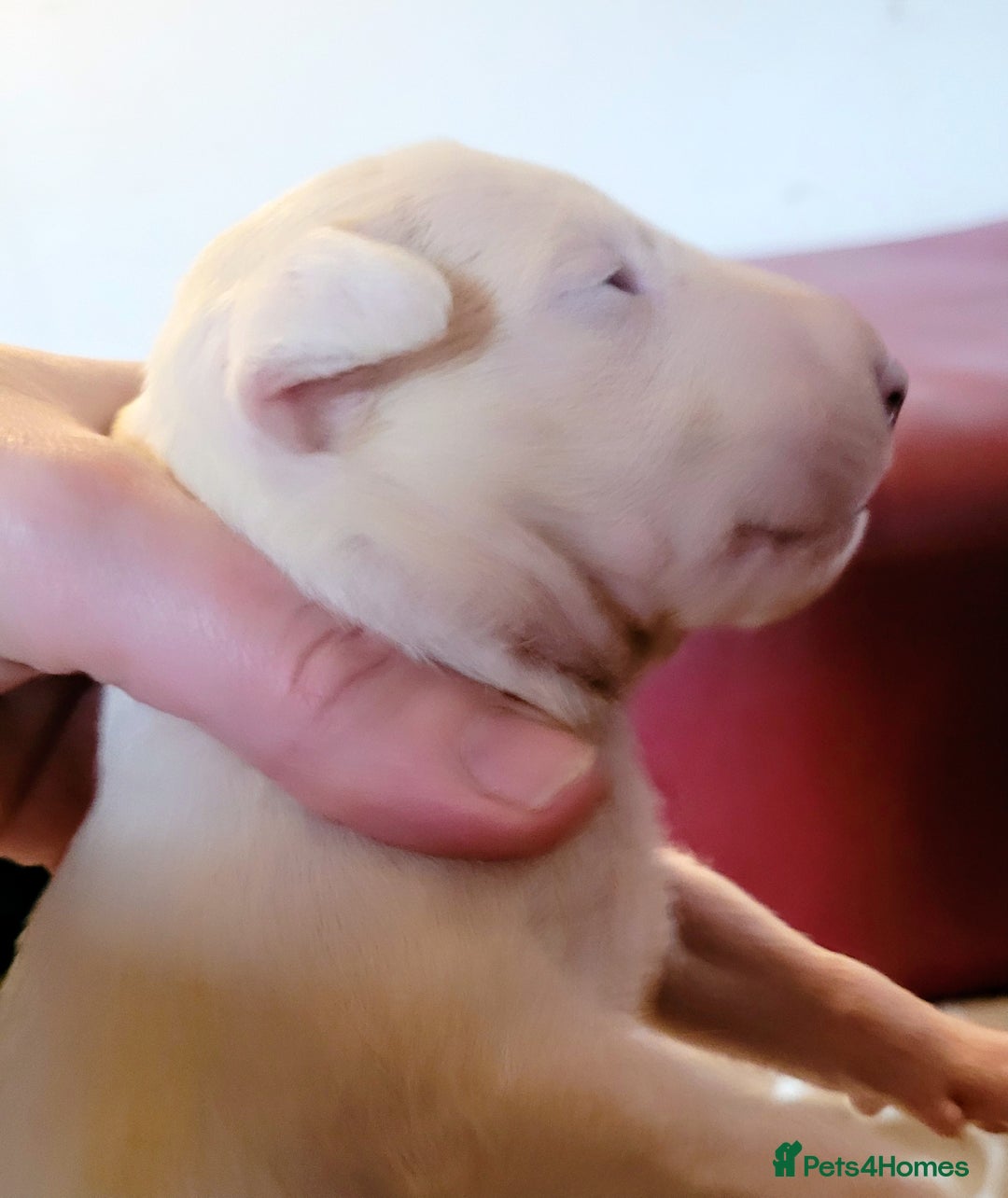 English Bull Terrier dogs for sale: ENGLISH BULL TERRIER,LITTER DUE 8TH OCTOBER  - Image 17