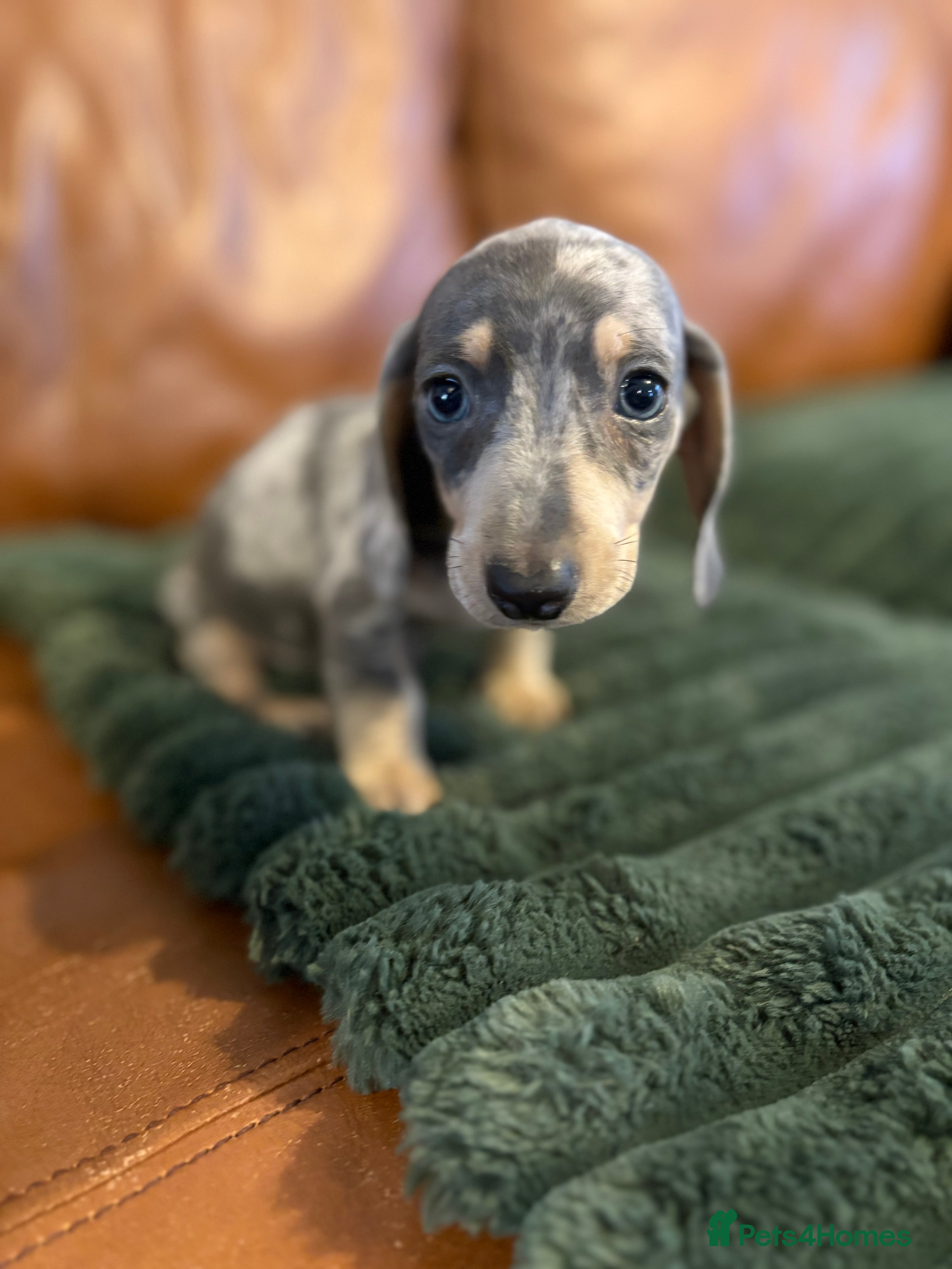 Miniature Dachshund dogs KC registered Miniature Dachshund Puppies - Advert 1