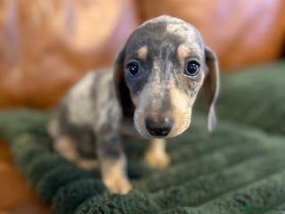 Miniature Dachshund dogs KC registered Miniature Dachshund Puppies - Advert 1