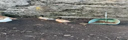 Ducks poultry for sale: Two call duck cross mallard drakes - Advert 6