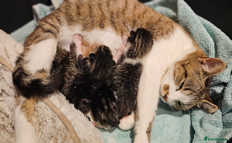 Mixed Breed cats - Advert 16