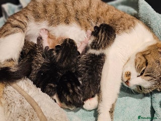 Mixed Breed cats - Advert 15