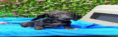 Dachshund 6