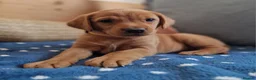 Springador dogs for sale: Wonderful Springador Puppies  - Advert 12