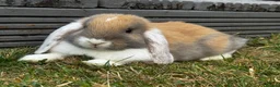 Mini Lop rabbits for sale: 2 Mini Lops - Advert 6