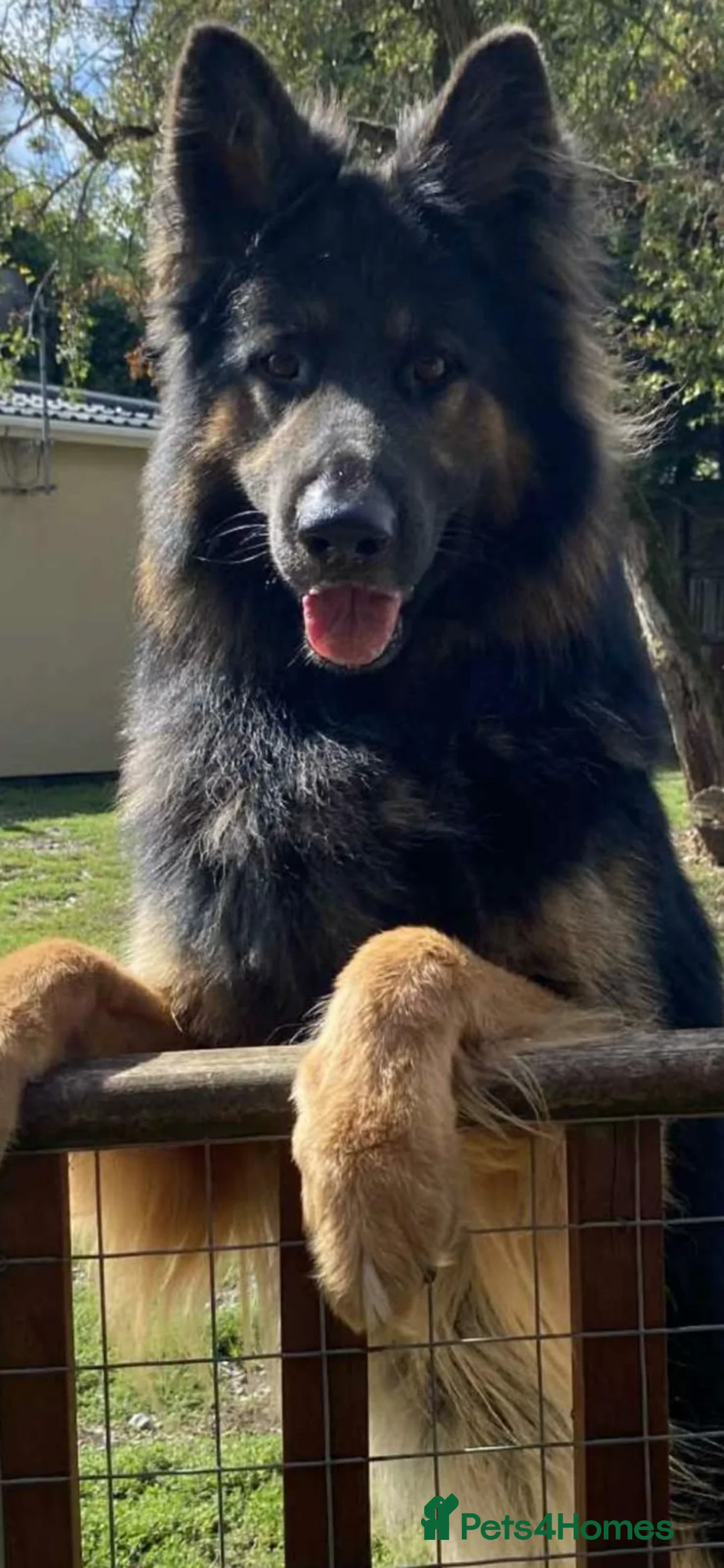 German Shepherd dogs for sale: Stunning Pedigree Male German Shepherd Puppy - Advert 5