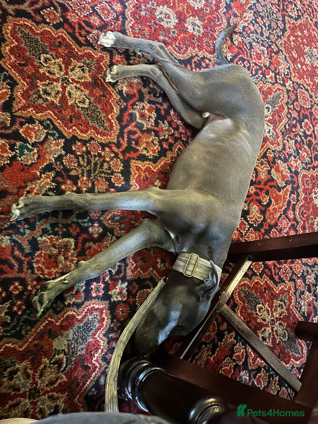 Mixed Breed dogs for sale: Beautiful Whippet Cross in need of new home- Free - Advert 6