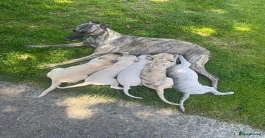 Whippet dogs - Advert 6