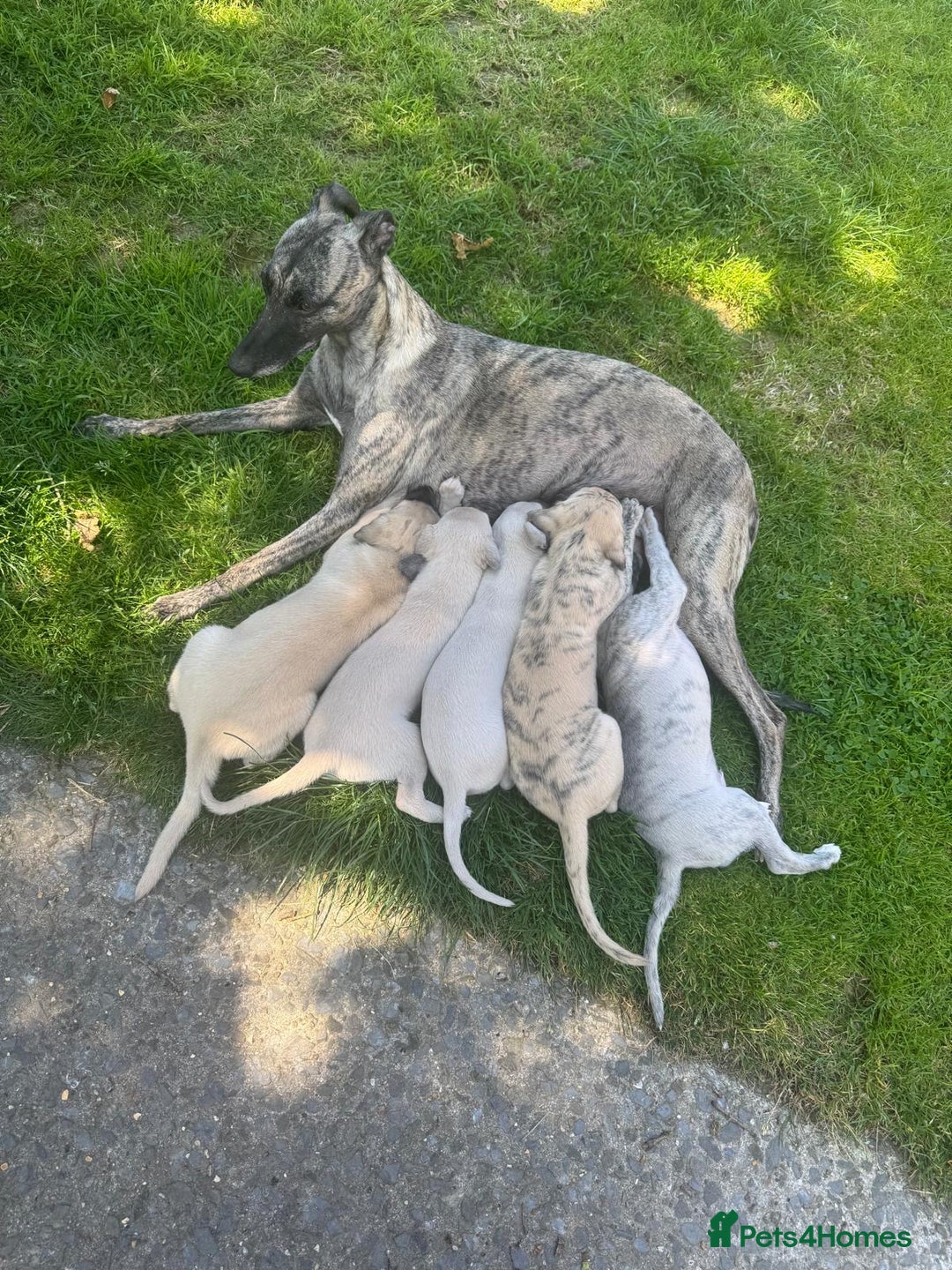Whippet dogs for sale: Beautiful whippet dog puppies - Image 2