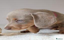 Miniature Dachshund dogs for sale:  🌟5StarsLicense+Holistic+KC+VetChecked+PRA Clear+ - Image 16