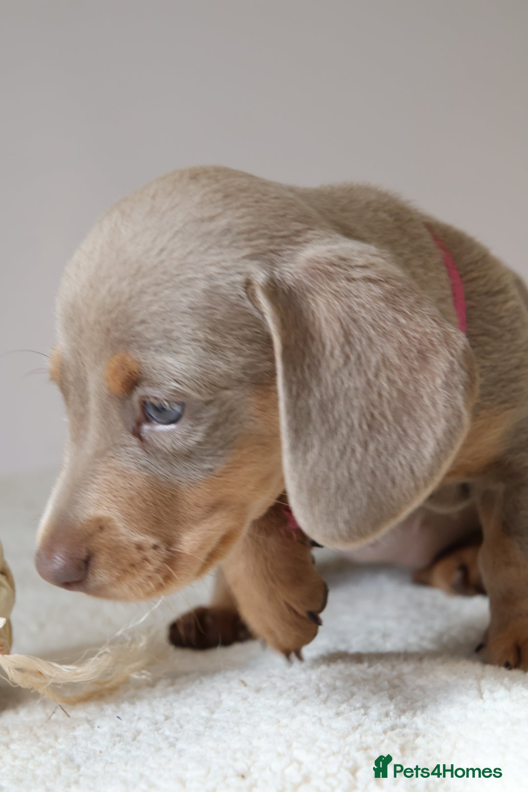 Miniature Dachshund dogs for sale:  🌟5StarsLicense+Holistic+KC+VetChecked+PRA Clear+ - Image 16