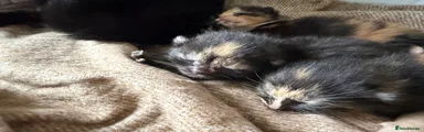Mixed Breed 3