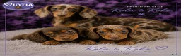 Dachshund dogs for sale: Stunning kc reg miniature dachshunds  in Castle Douglas - Advert 4