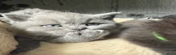 British Shorthair cats for sale: Exceptional BSH kittens  - Advert 18