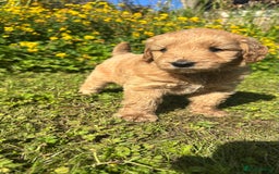 Mini Goldendoodle dogs for sale: Goldendoodle puppies! - Image 5