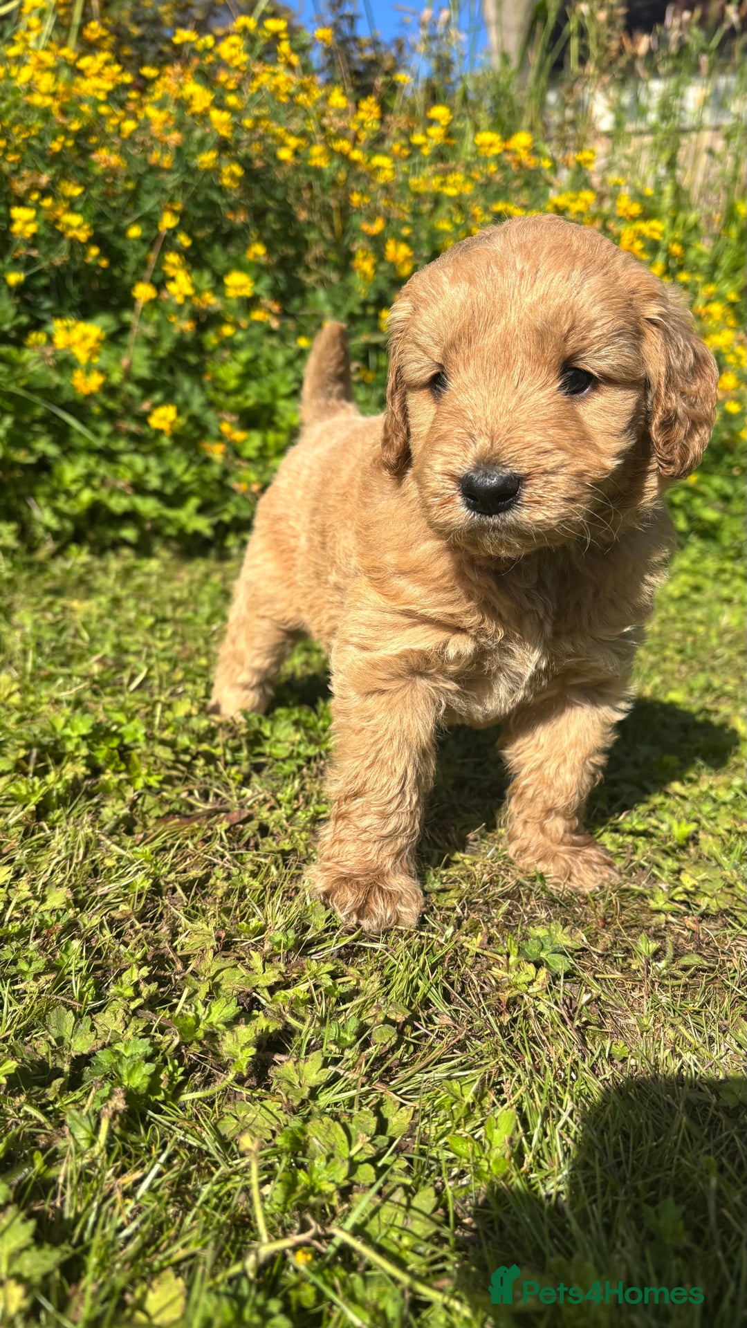 Mini Goldendoodle dogs for sale: Goldendoodle puppies! - Image 5