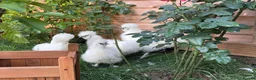 Mixed Breed birds for sale: Silky Chickens  in Oxford - Advert 2
