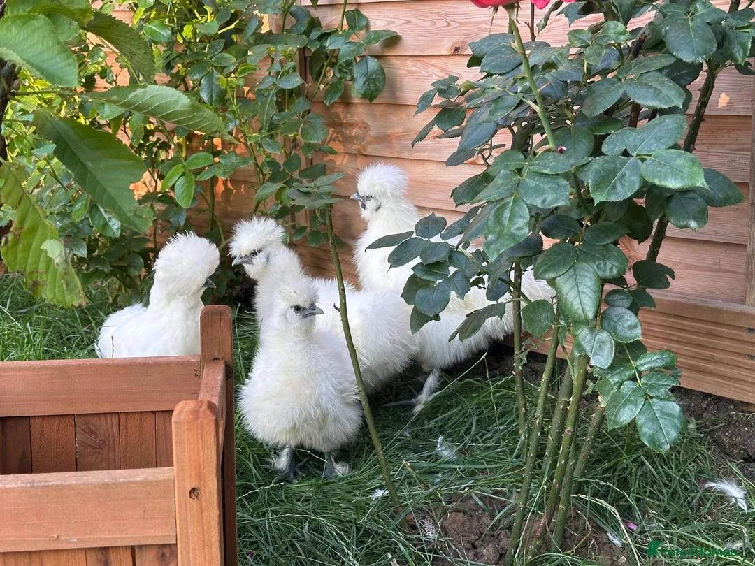 Mixed Breed birds for sale: Silky Chickens  in Oxford - Advert 2