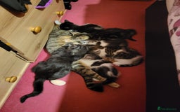 Mixed Breed cats for sale: Playfull kitten for sale - Image 5
